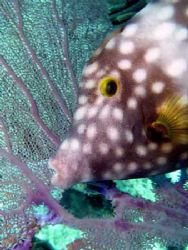 Filefish taken in Bonaire in February 2006 with an Olympu... by Anna Wright 